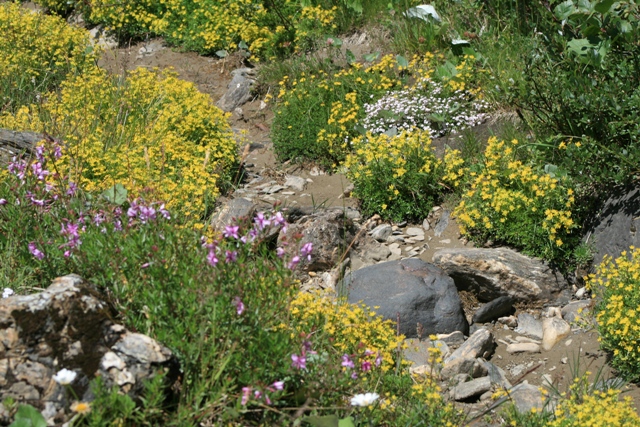 Saxifraga aizoides